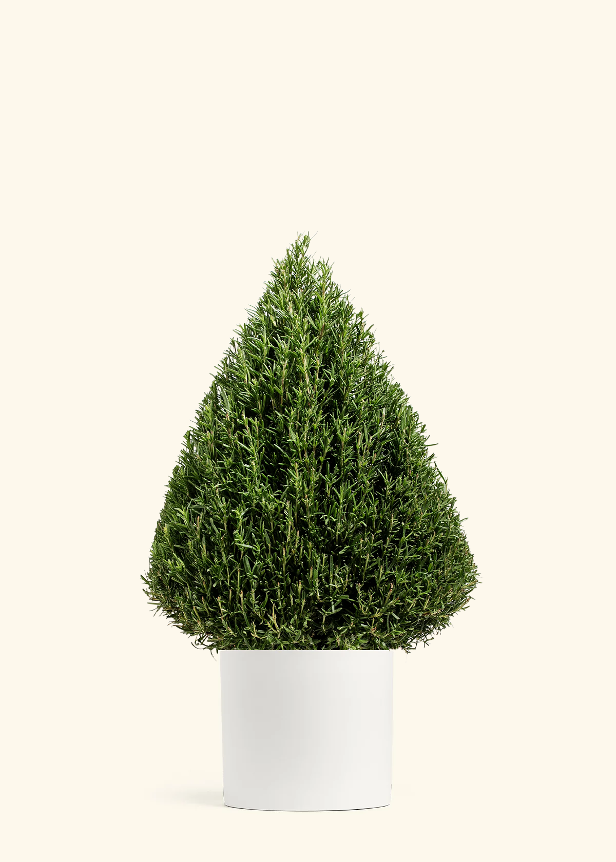Rosemary Christmas Tree, XL