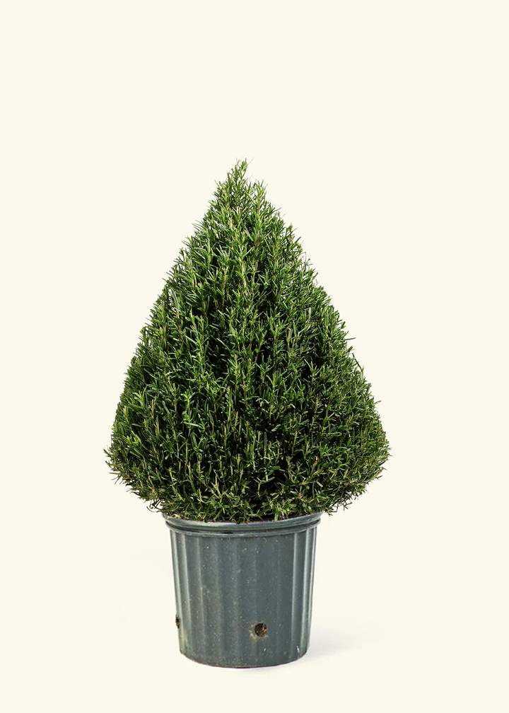 Rosemary Christmas Tree