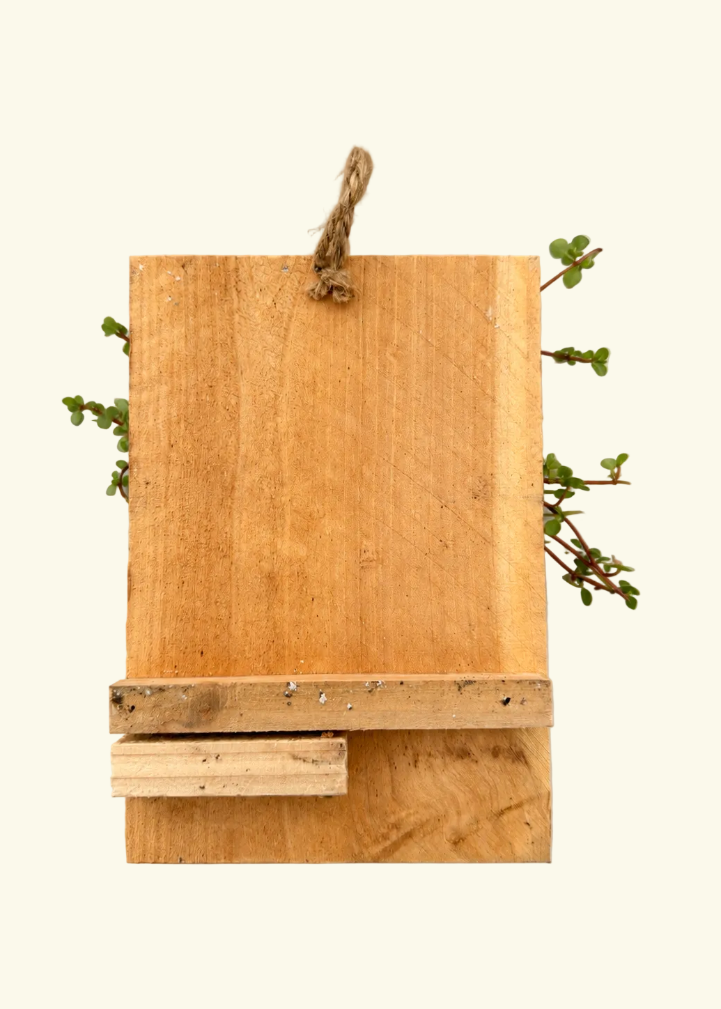 Mounted Staghorn Fern on Wood Plank