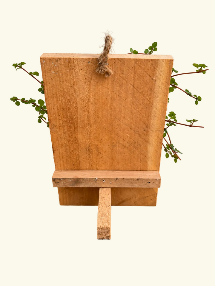 Mounted Staghorn Fern on Wood Plank