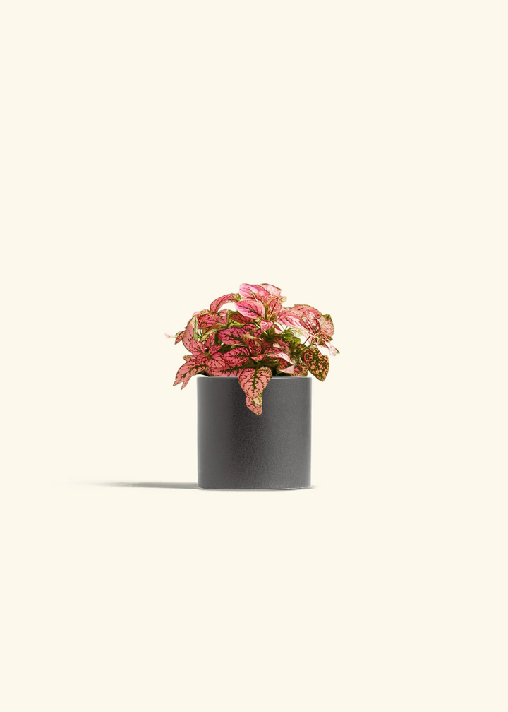 Pink Polka Dot Plant