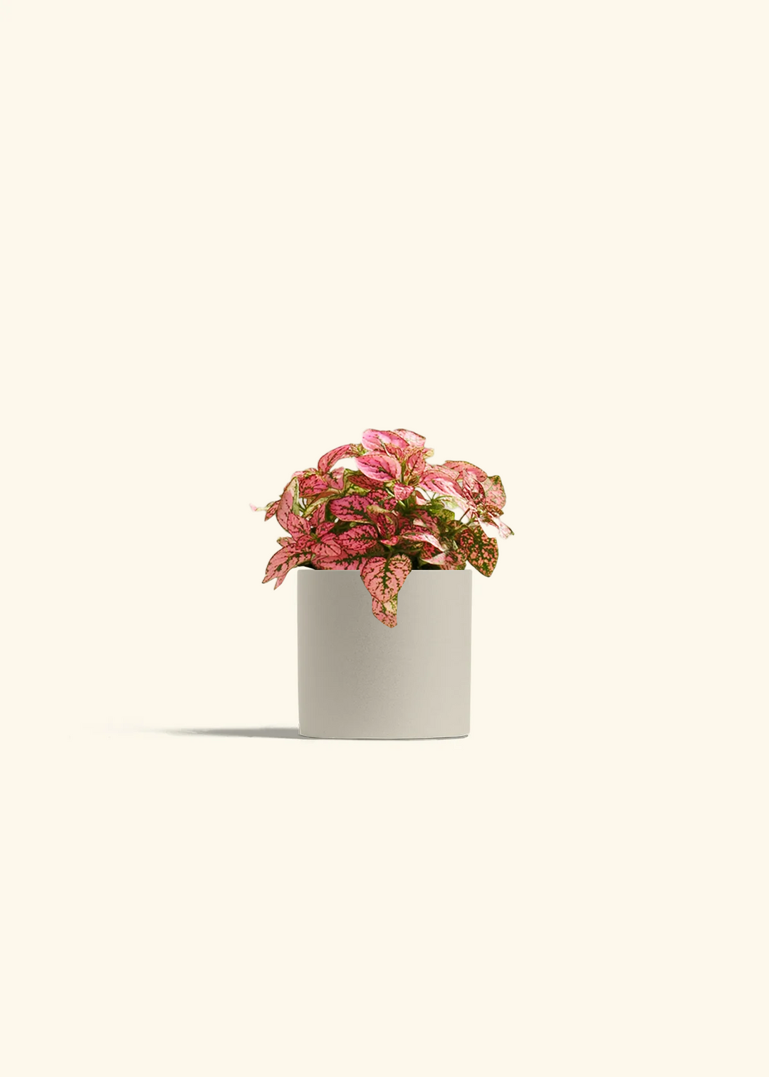 Pink Polka Dot Plant