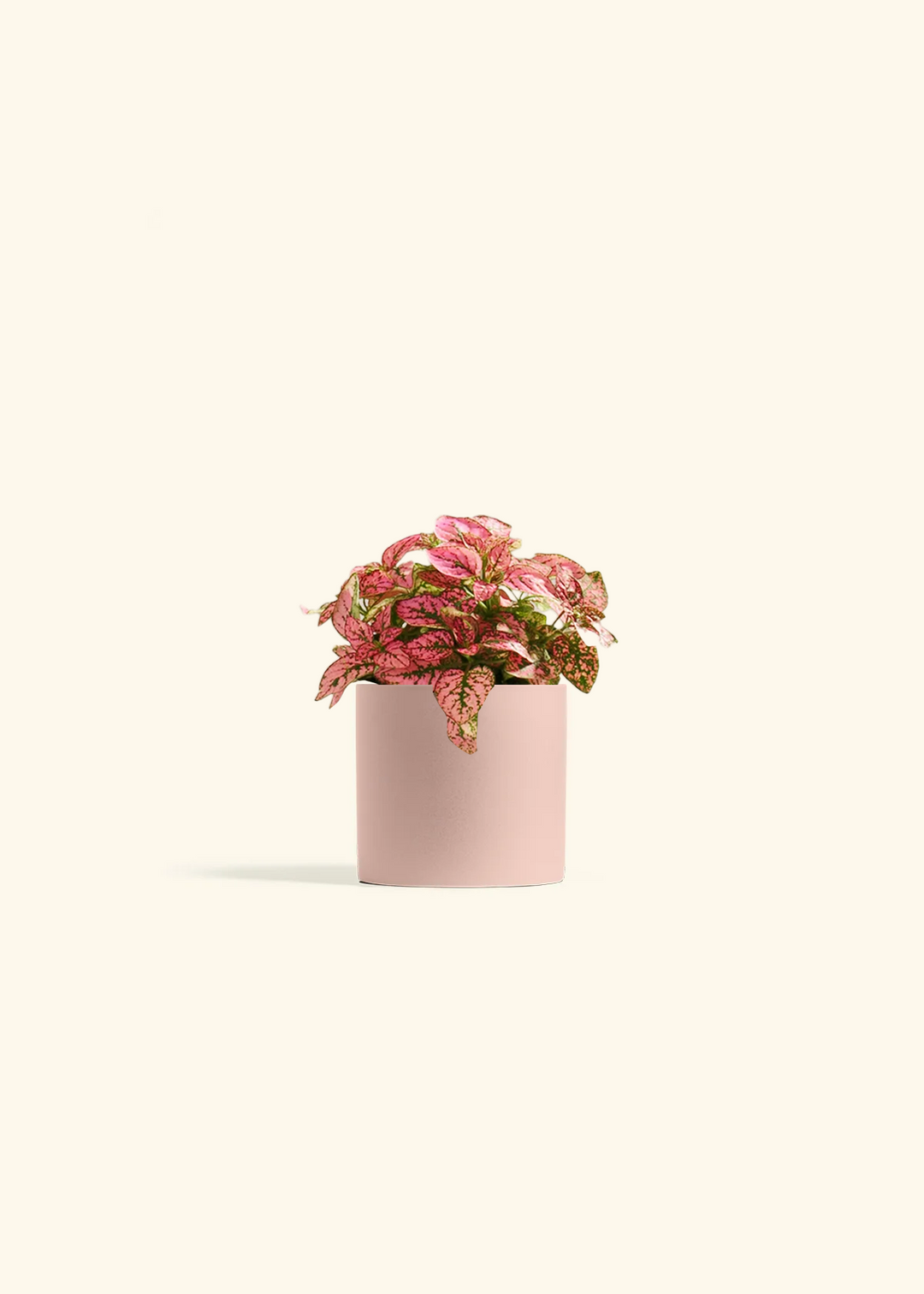 Pink Polka Dot Plant