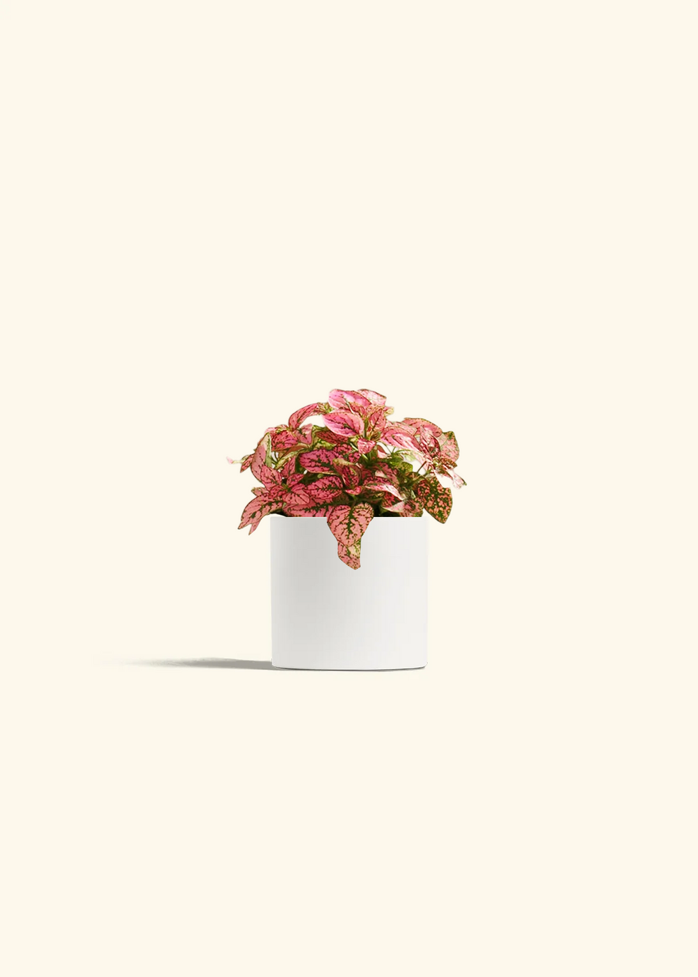 Pink Polka Dot Plant