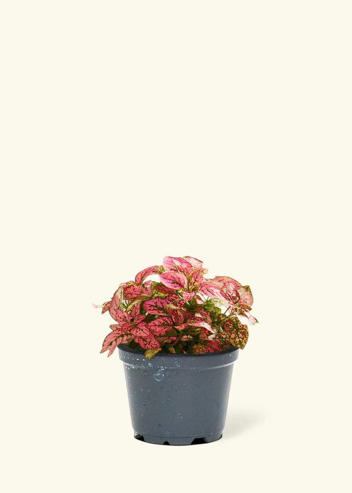 Pink Polka Dot Plant