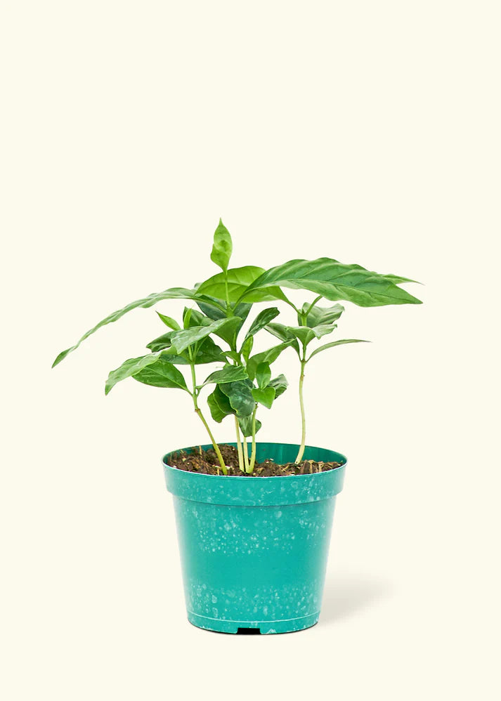 Coffee Plant in a 4 inches grow pot