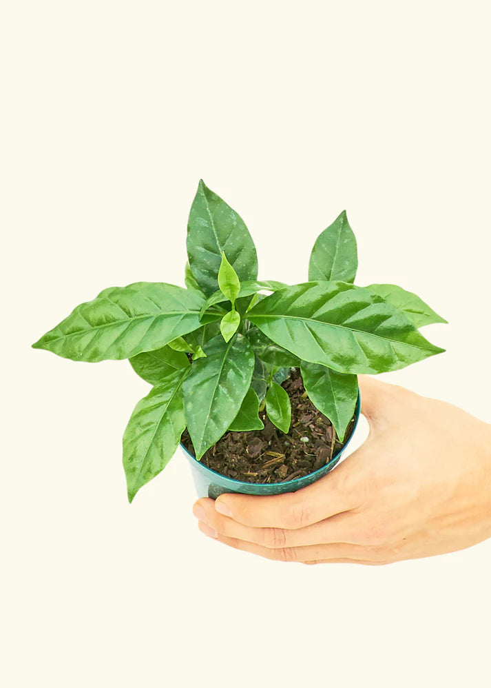 Coffee Plant in a 4 inches grow pot