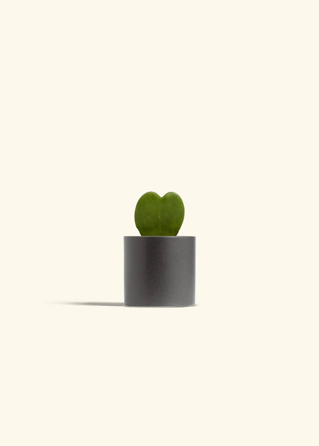 Hoya Heart Plant