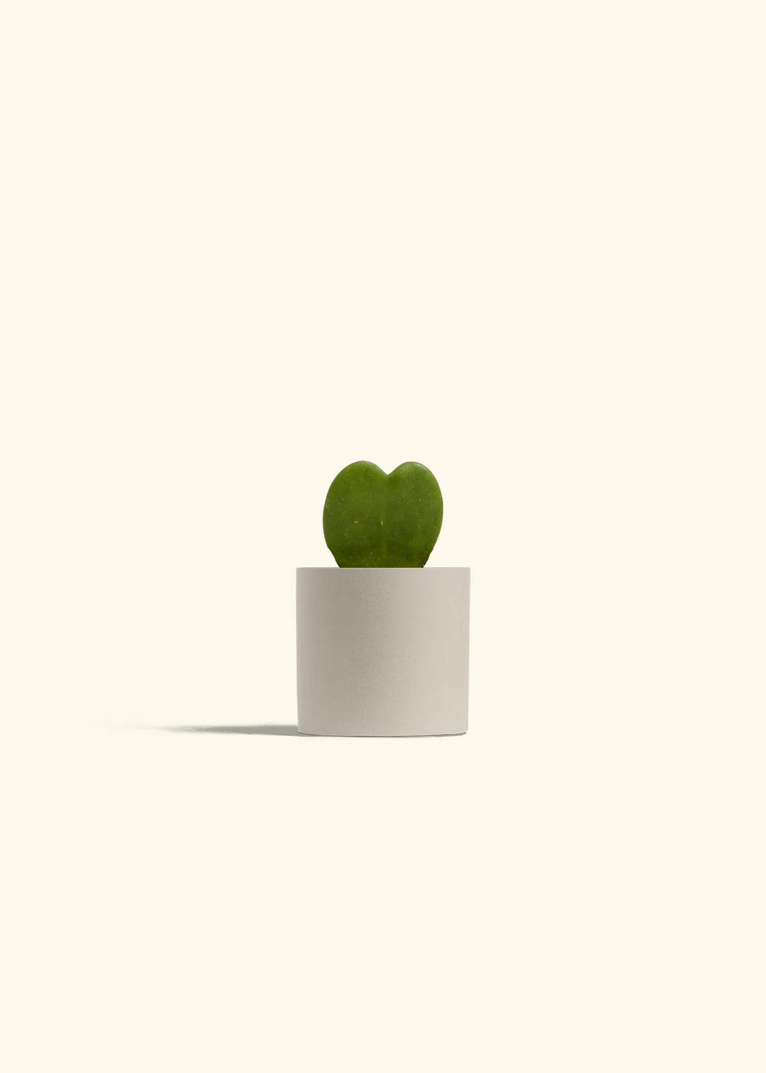 Hoya Heart Plant
