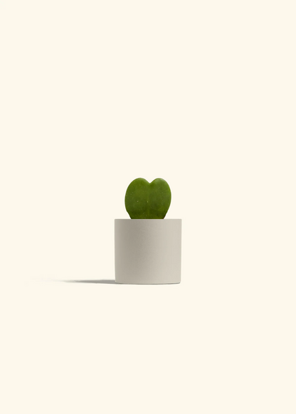 Hoya Heart Plant, Small