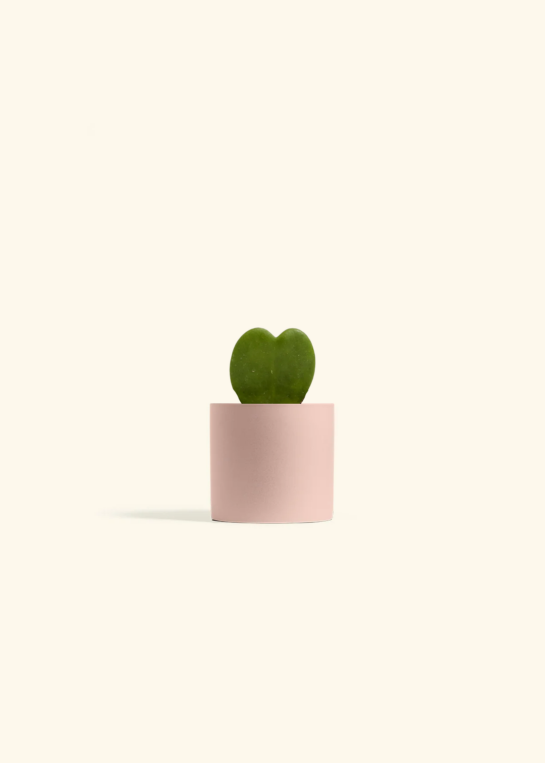 Hoya Heart Plant