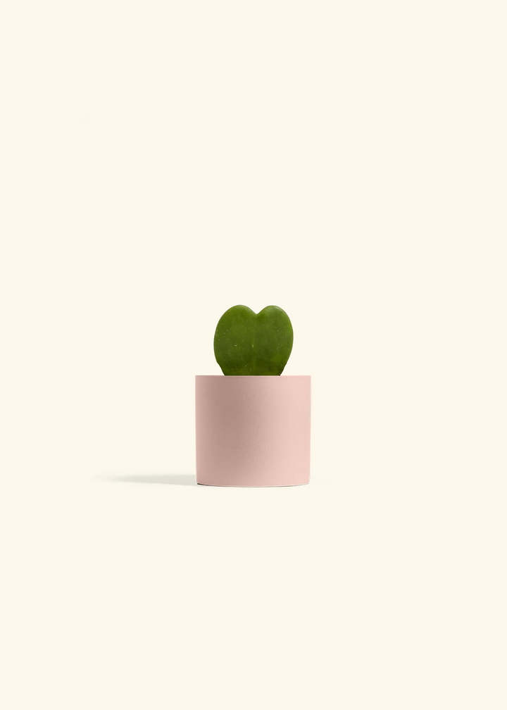 Hoya Heart Plant