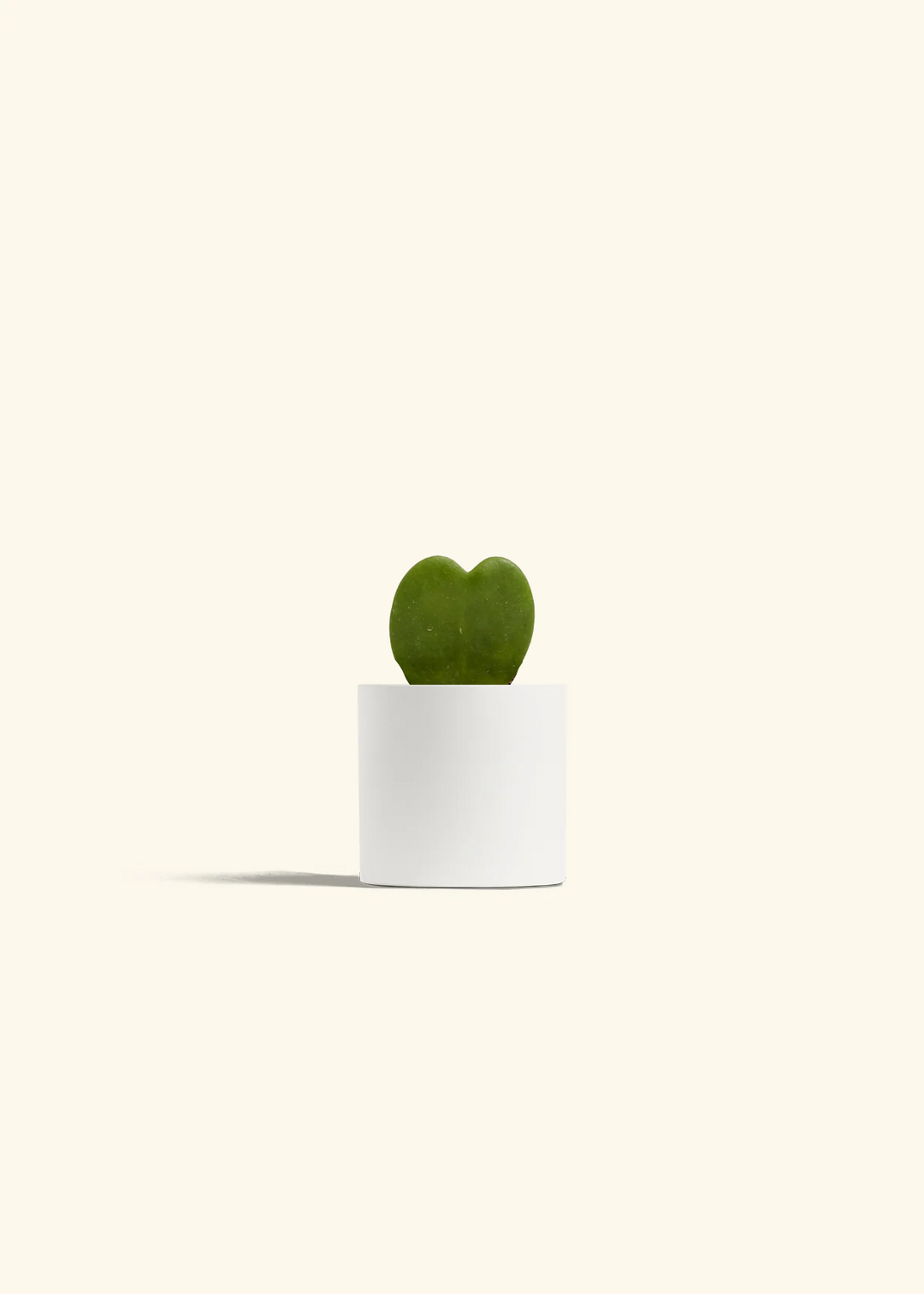 Hoya Heart Plant