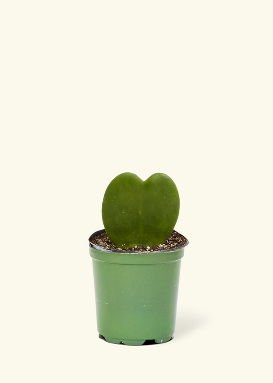 Hoya Heart Plant