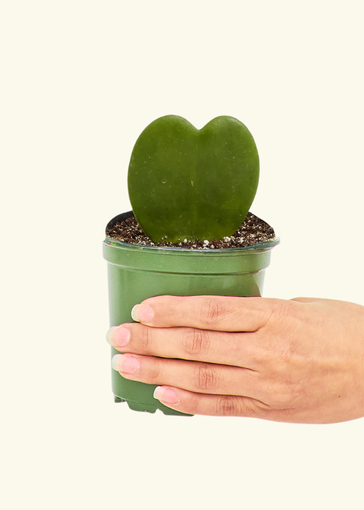 heart plant succulent Hoya Heart Plant – Hey Rooted