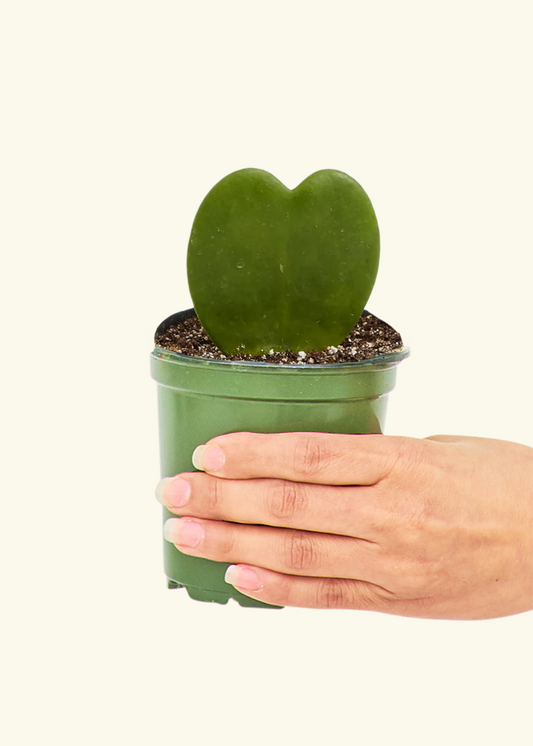 Hoya Heart Plant, Small