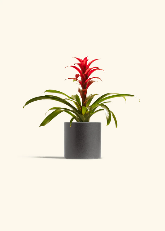 Guzmania Bromeliad, Small