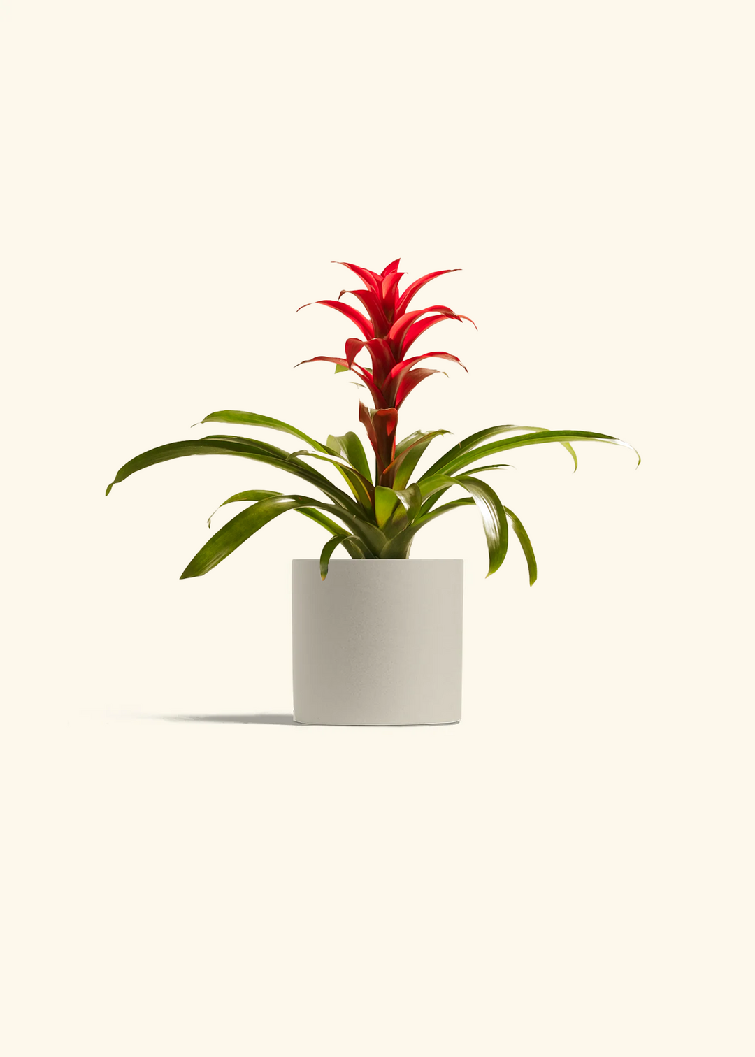 Guzmania Bromeliad Small