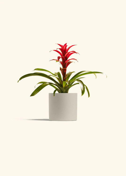 Guzmania Bromeliad, Small
