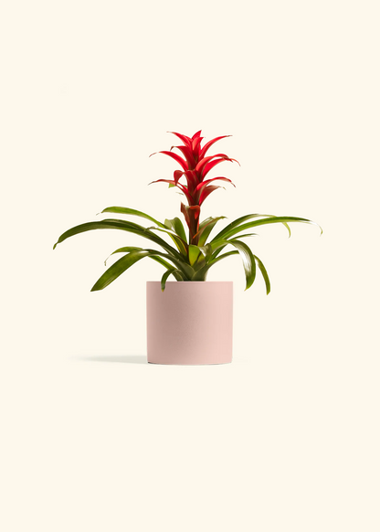 Guzmania Bromeliad, Small