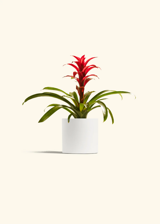 Guzmania Bromeliad, Small