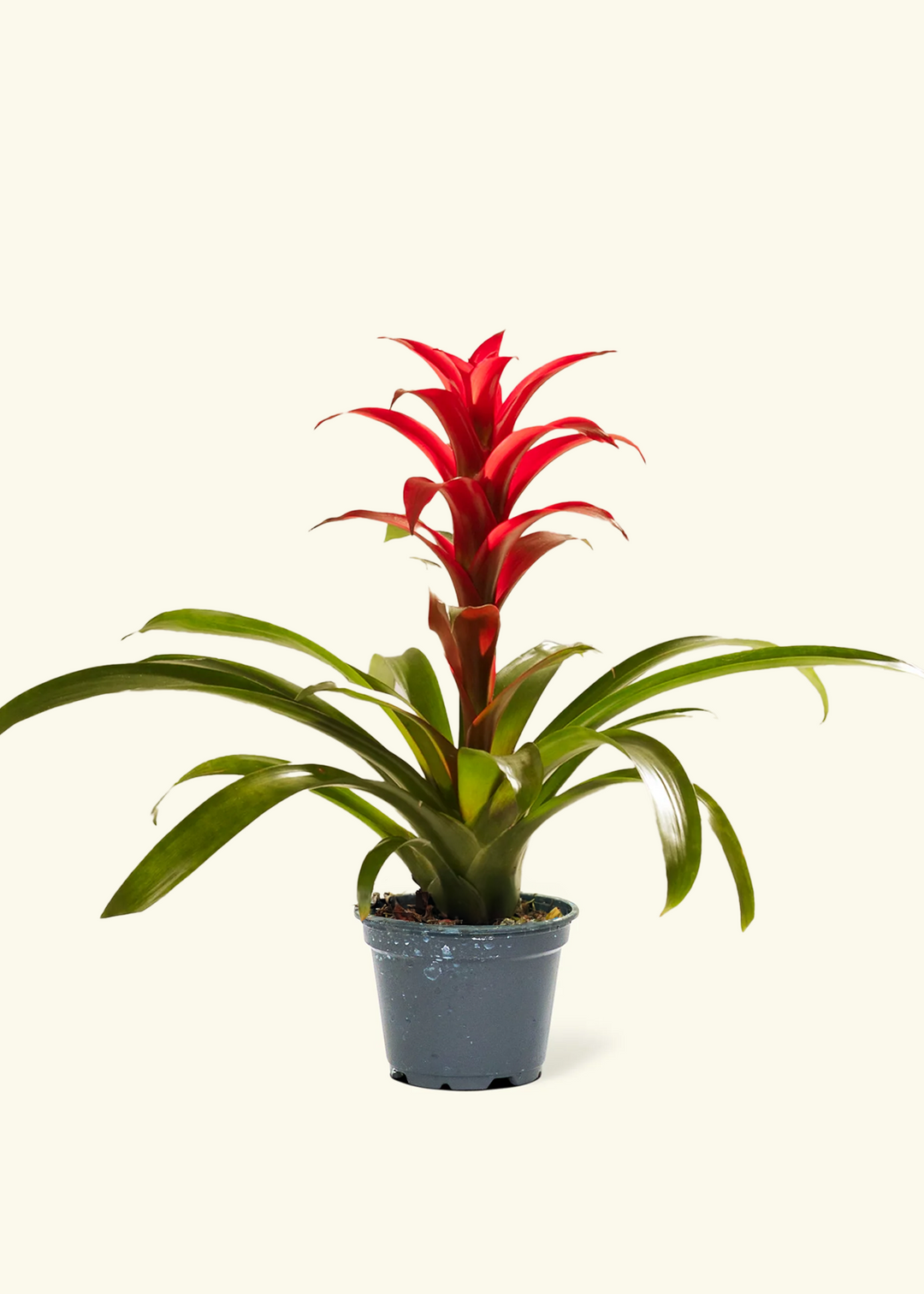 Guzmania Bromeliad Small