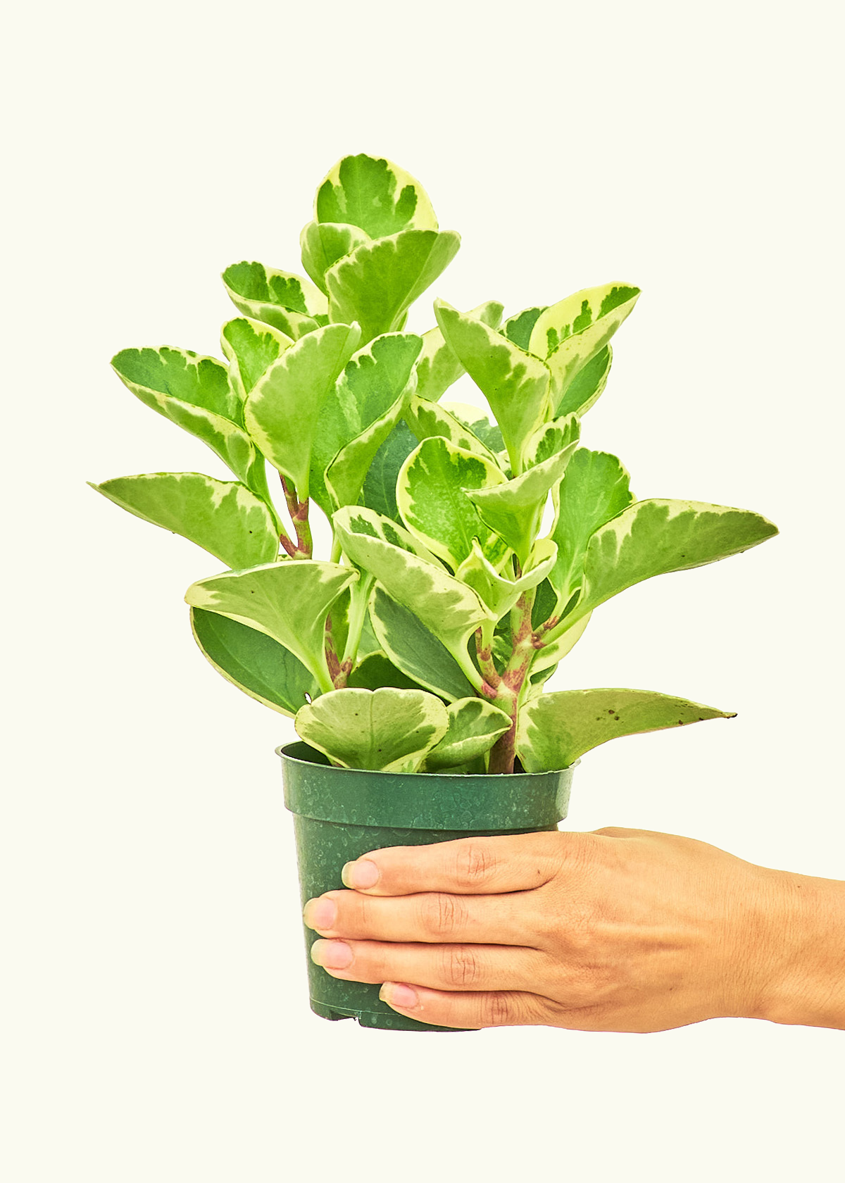 varigated house plant Variegated Baby Rubber Plant – Hey Rooted