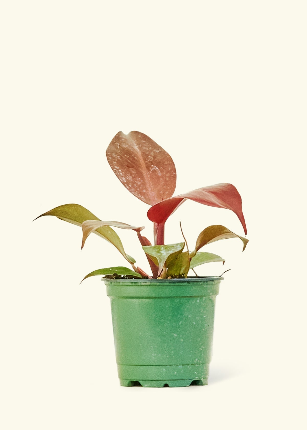 Philodendron 'Imperial Red' in a 4 inches grow pot