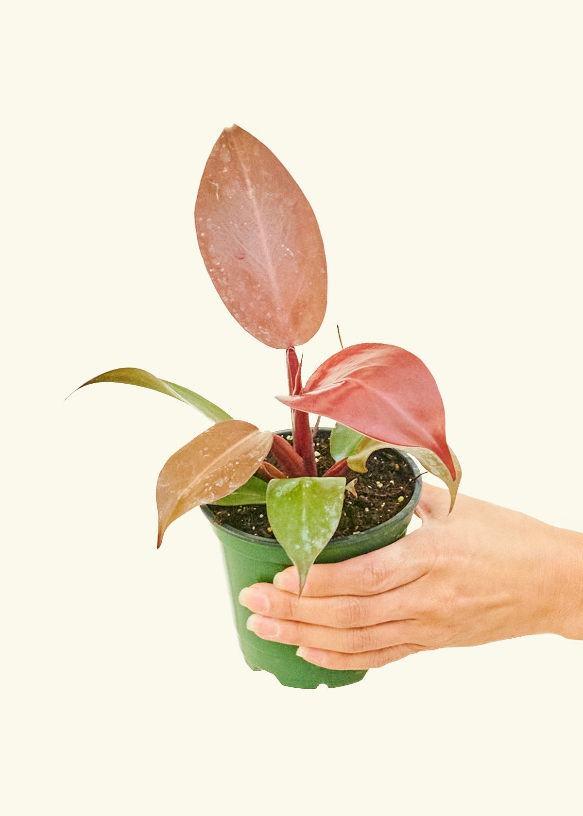 Philodendron 'Imperial Red' in a 4 inches grow pot
