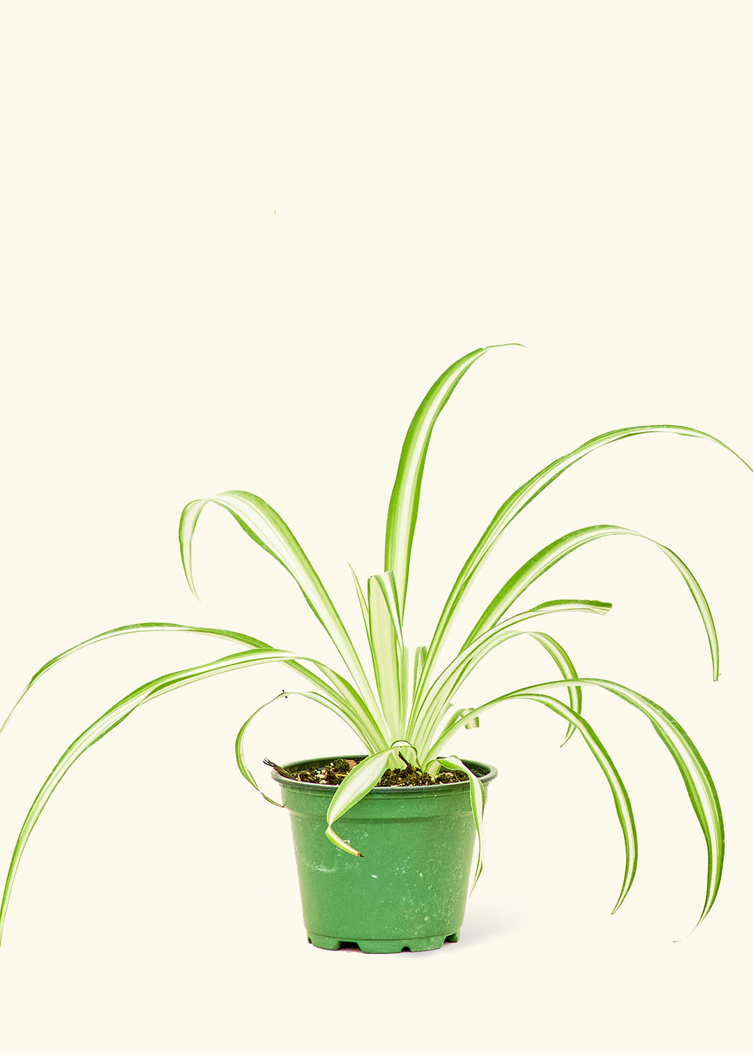 Spider Plant