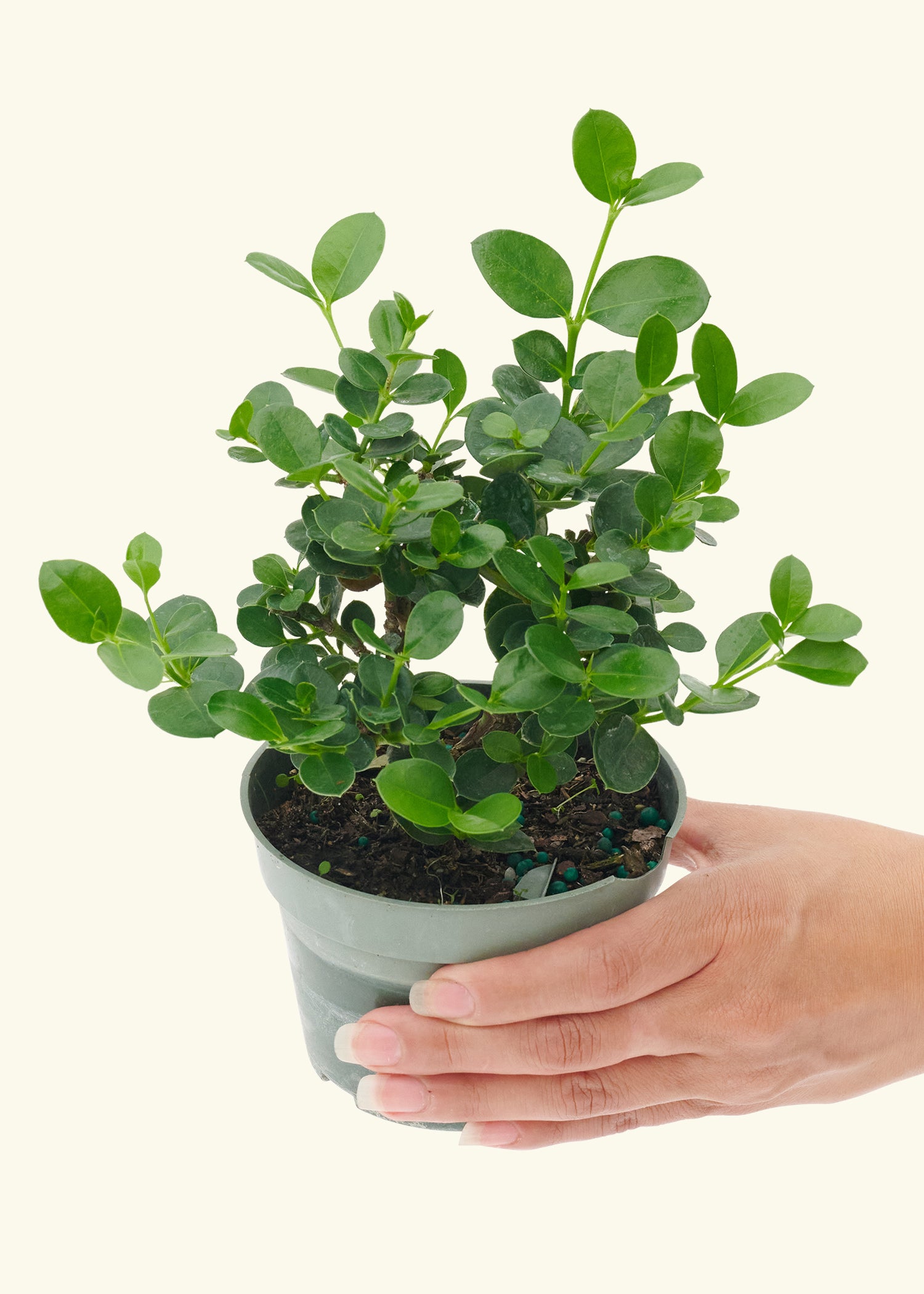 natal plum bonsai tree Dwarf Natal Plum, Small