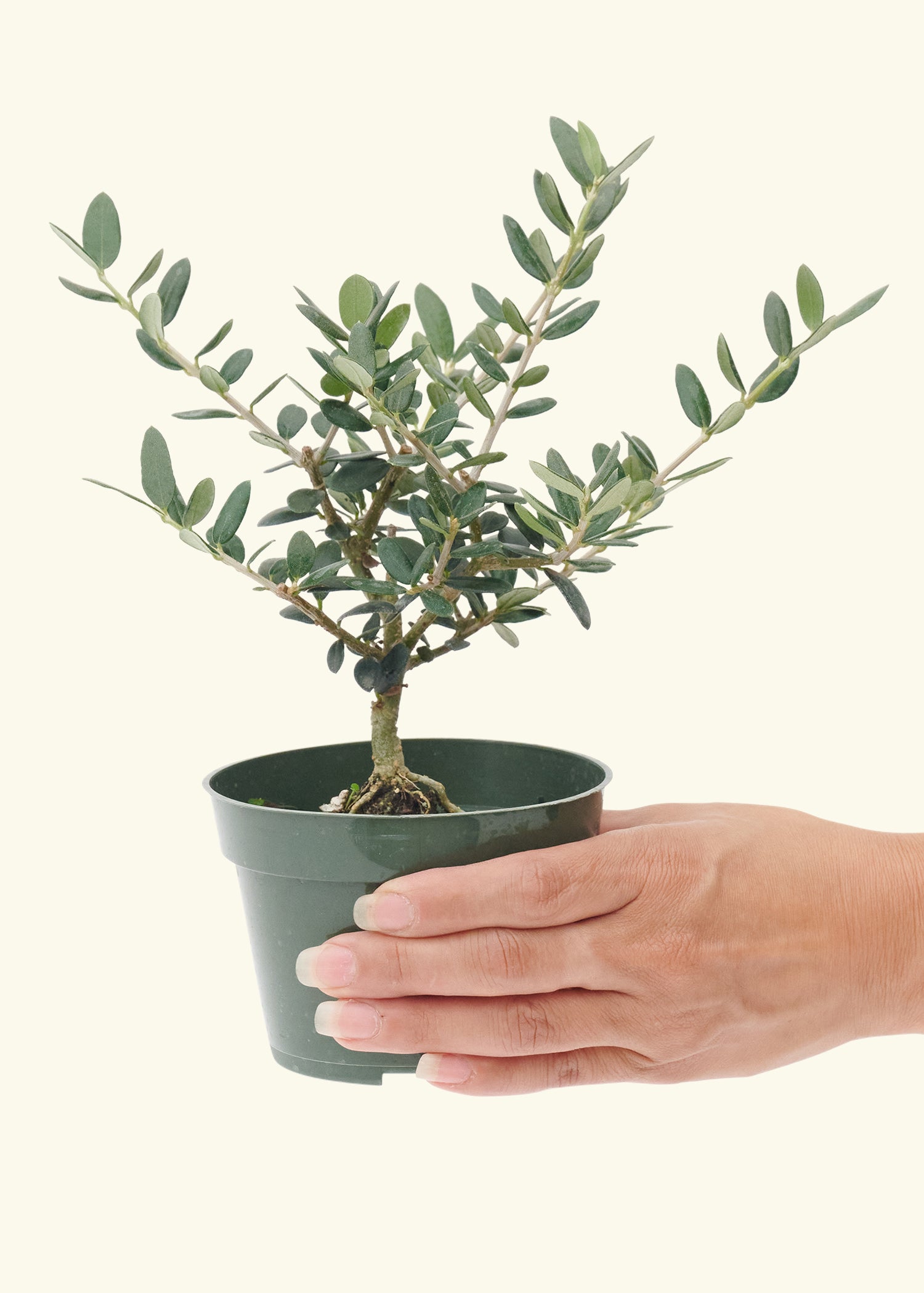 European Olive Tree, Small
