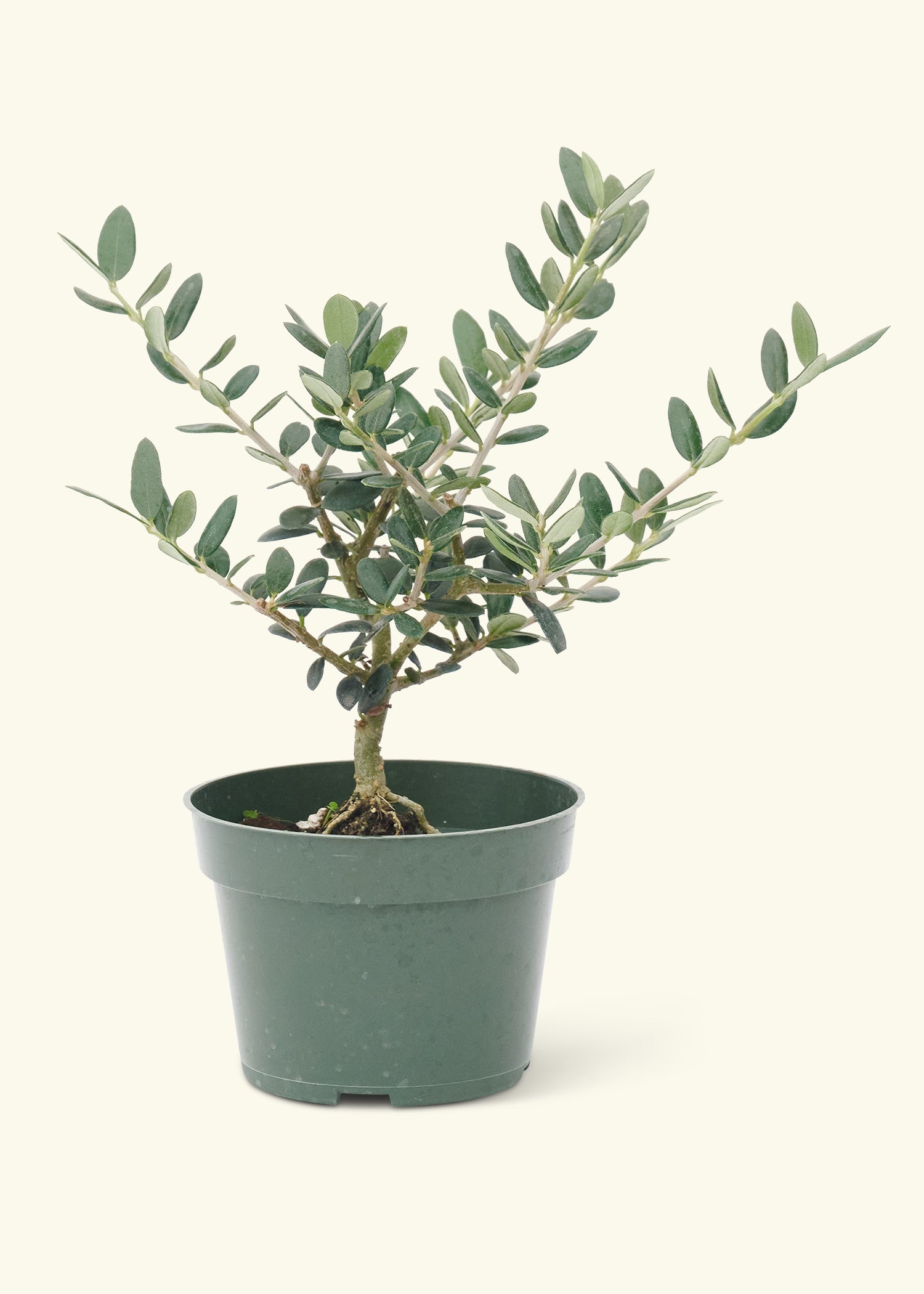Bonsai & Supplies – Hey Rooted