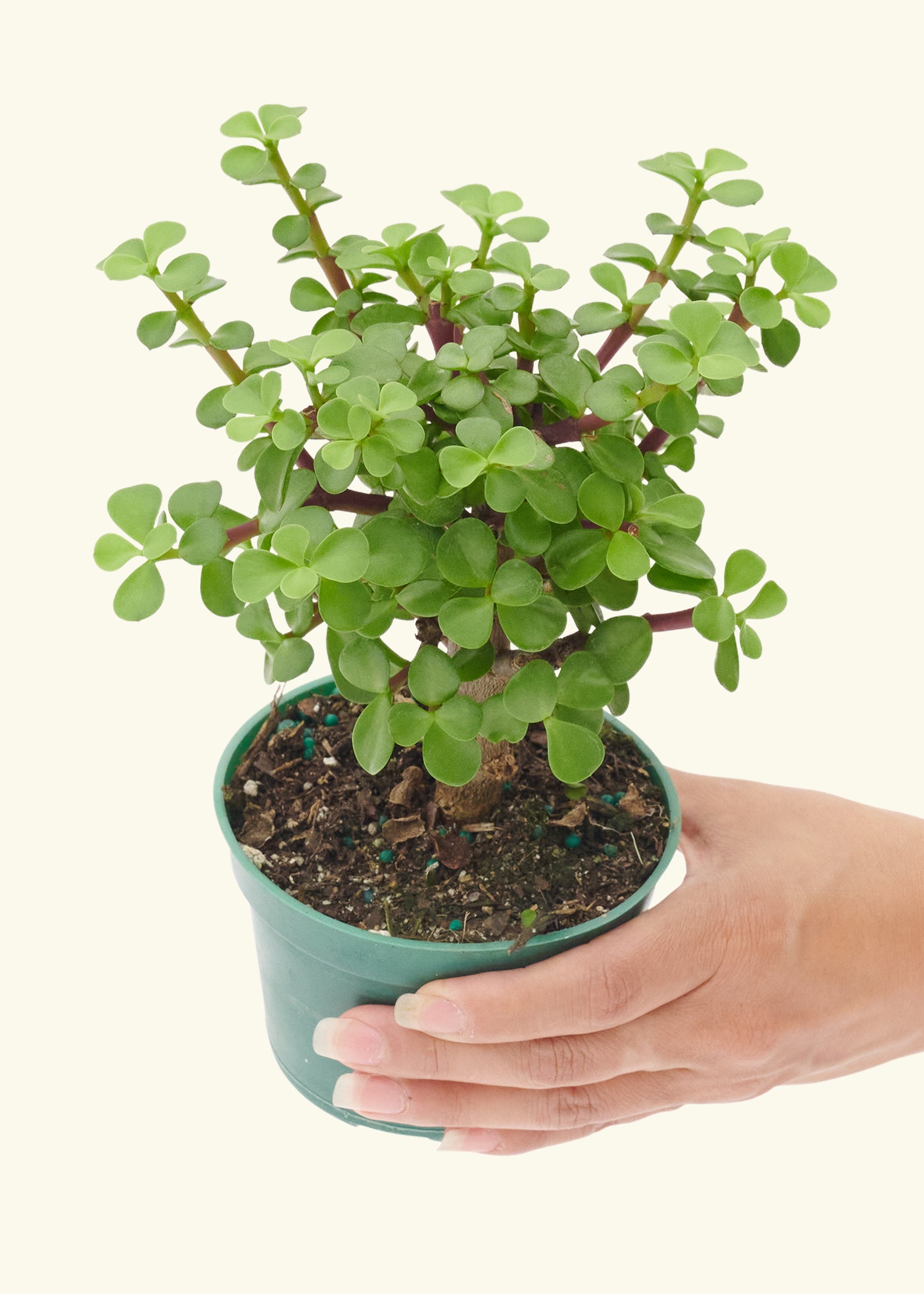 button jade plant Mini Jade, Small