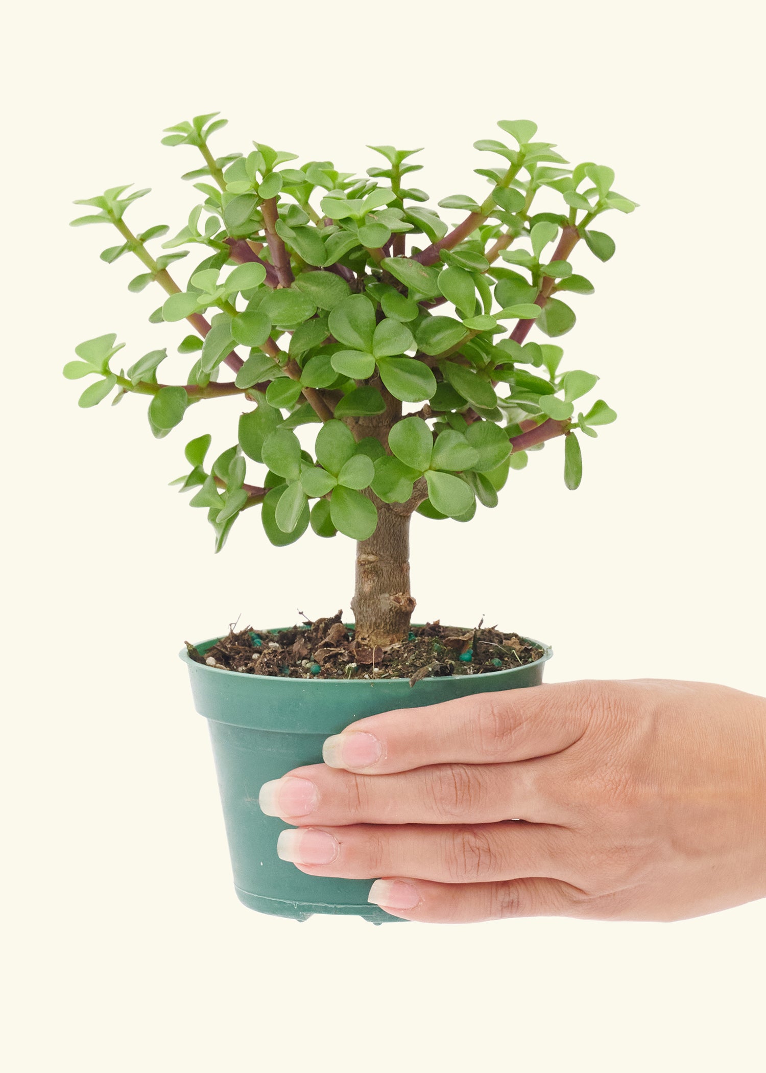 mini jade succulent Mini Jade, Small