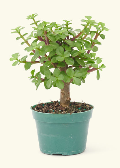 jade enano planta Mini Jade, Small – Hey Rooted