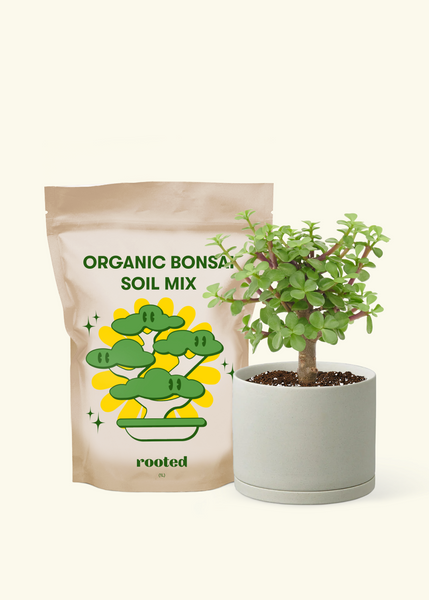 jade potting mix Mini Jade, Small – Hey Rooted