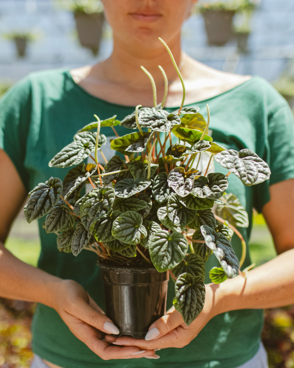 Peperomia Luna Grey