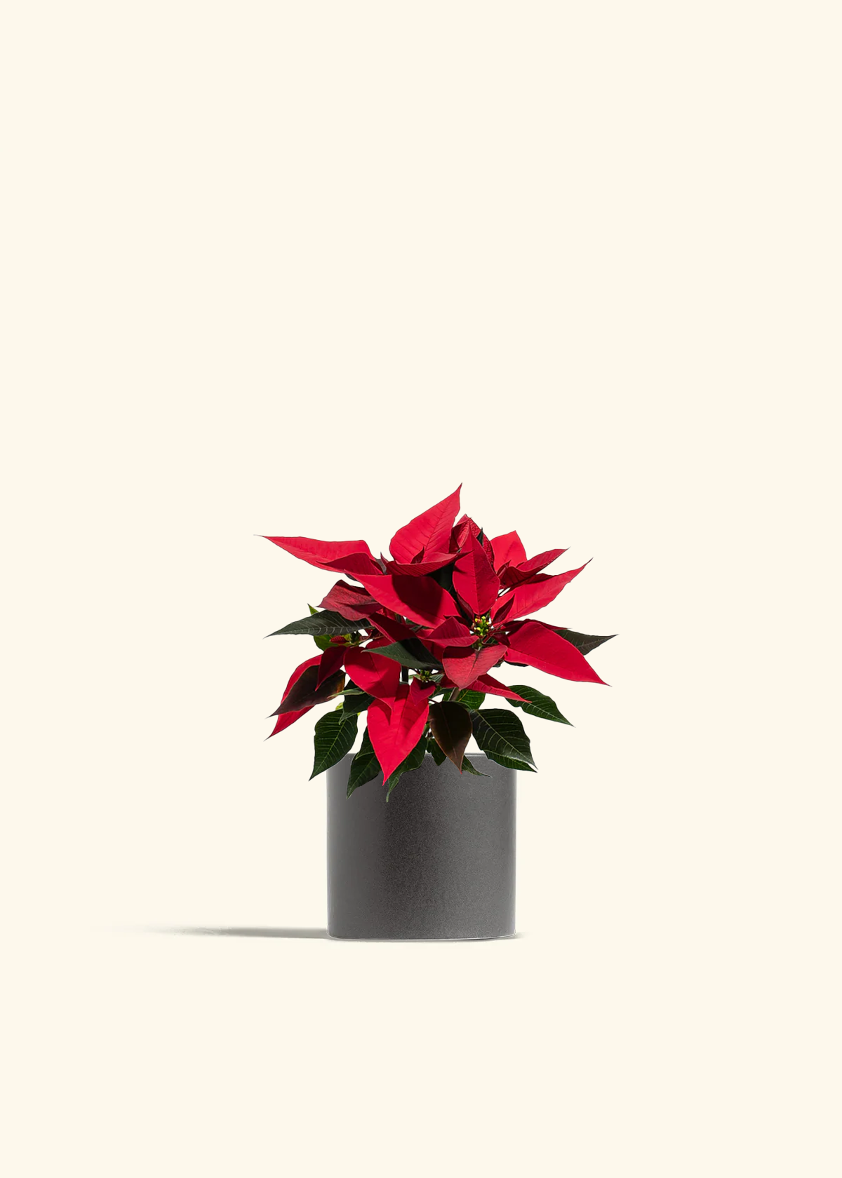 Red Poinsettia, Small