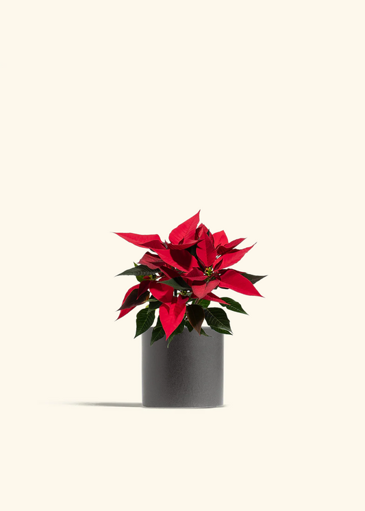 Red Poinsettia, Small