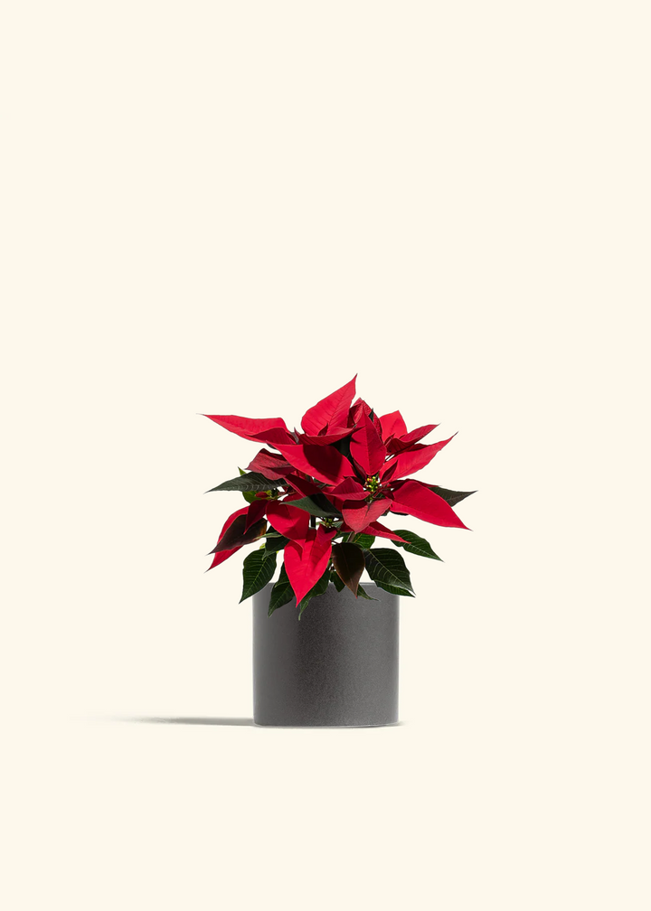 Red Poinsettia