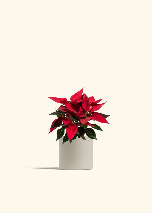 Red Poinsettia, Small