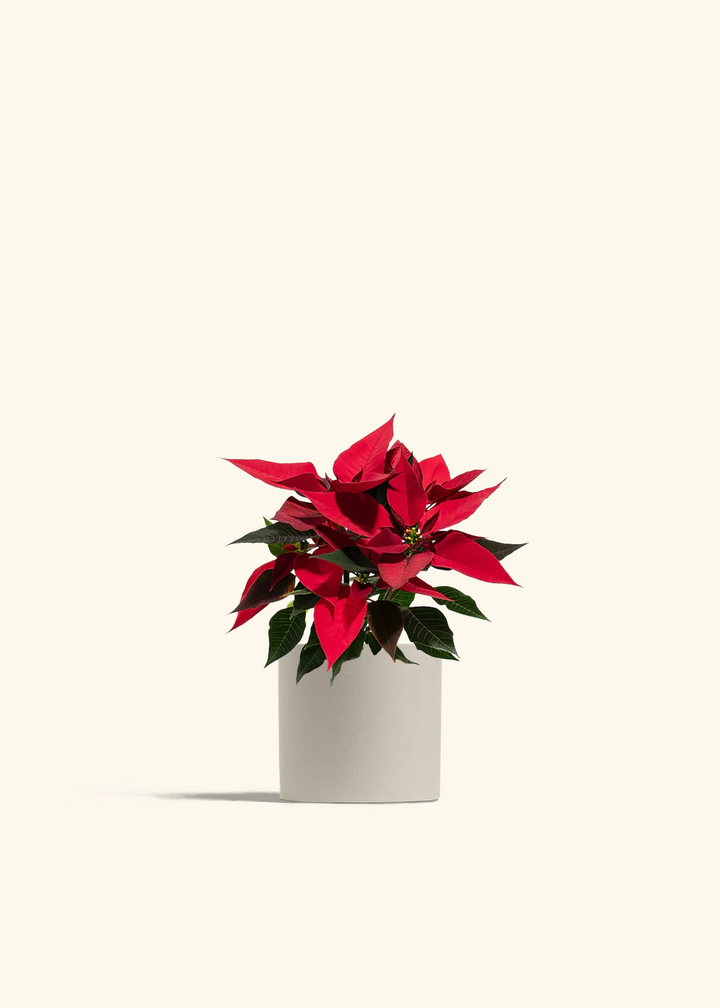 Red Poinsettia