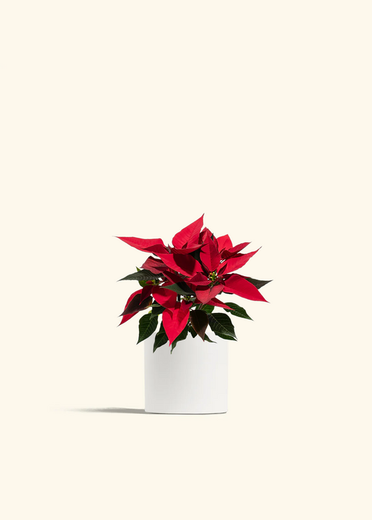 Red Poinsettia, Small