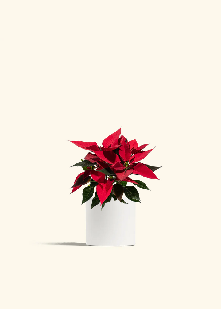 Red Poinsettia