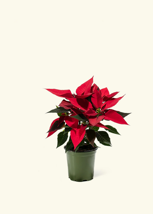 Red Poinsettia, Small