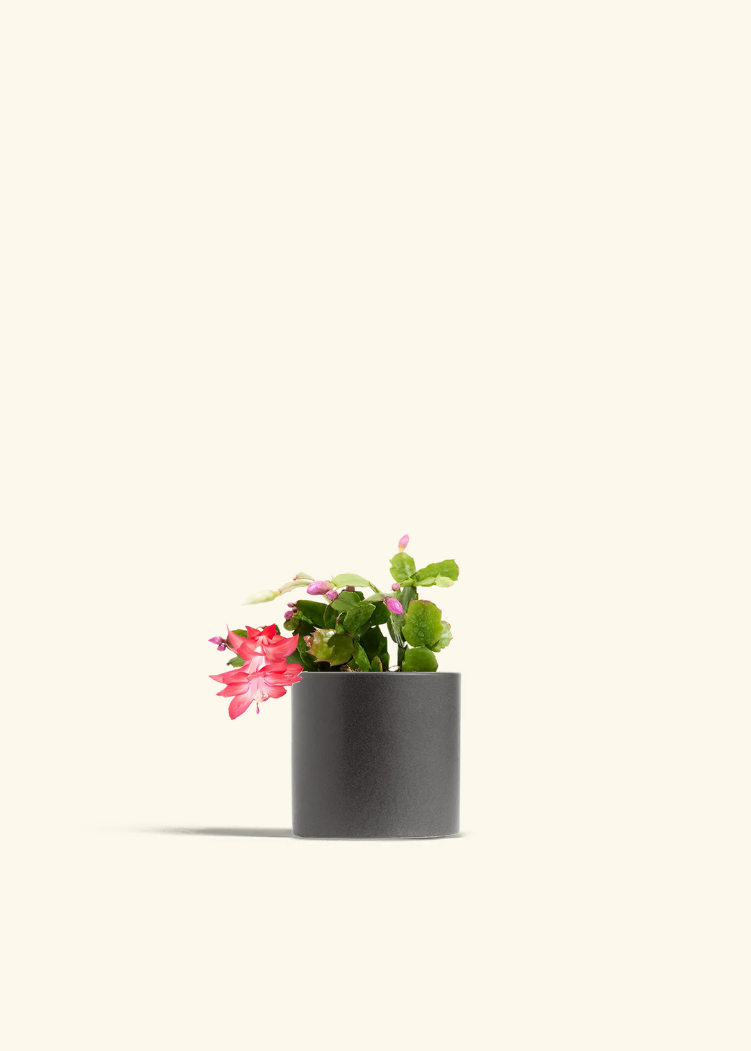 Red Christmas Cactus