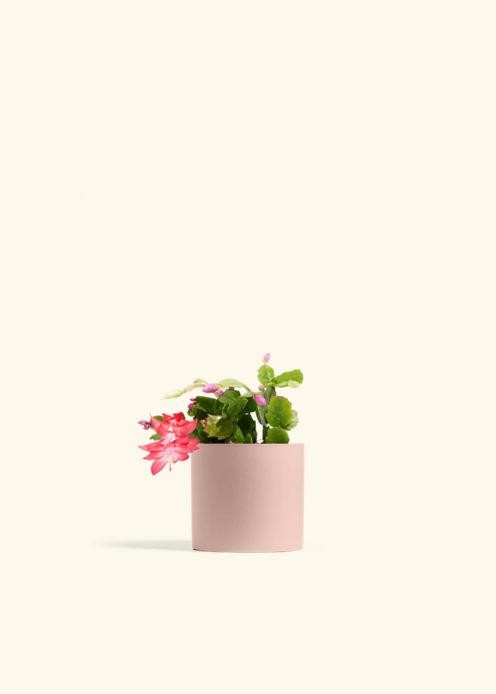 Red Christmas Cactus