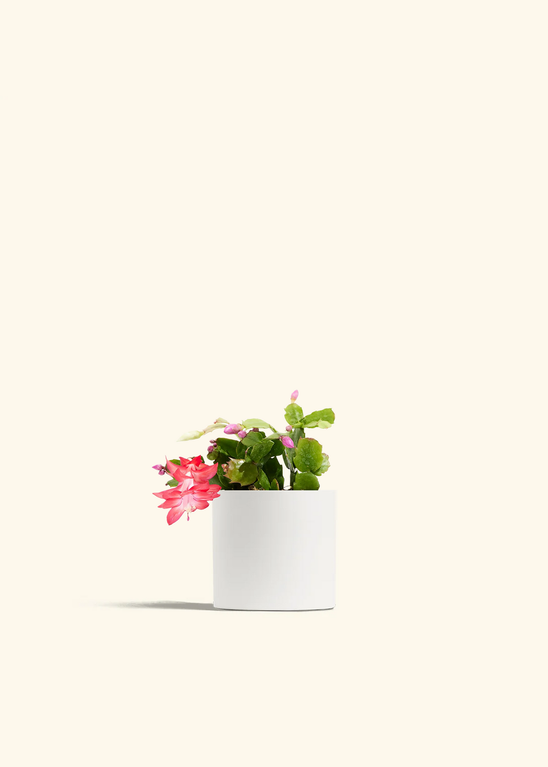 Red Christmas Cactus