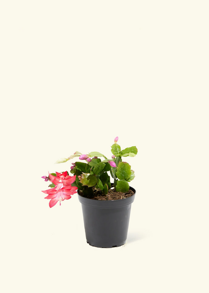 Red Christmas Cactus